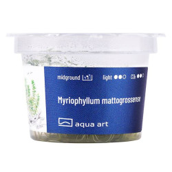 Myriophyllum mattogrossense ozdobne czerwonawe łodygi i zielone liście