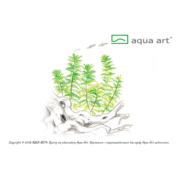 Myriophyllum mattogrossense ozdobne czerwonawe łodygi i zielone liście