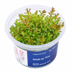 Rotala H’ra: Intensywne czerwone liście do drugiego planu!