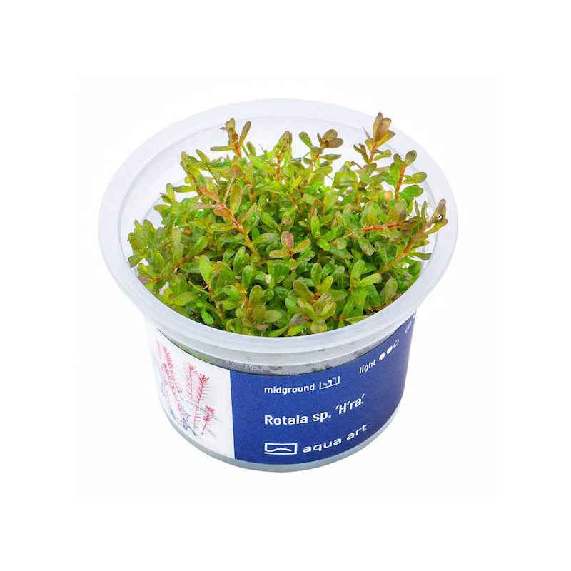 Rotala H’ra: Intensywne czerwone liście do drugiego planu!