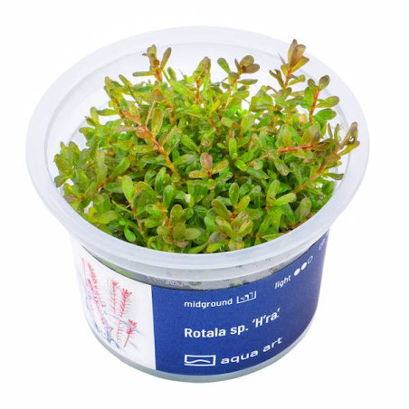 Rotala H’ra: Intensywne czerwone liście do drugiego planu!