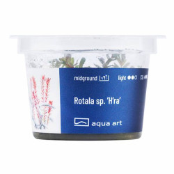 Rotala H’ra: Intensywne czerwone liście do drugiego planu!