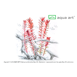 Rotala H’ra: Intensywne czerwone liście do drugiego planu!