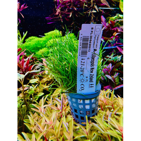 Lilaeopsis New Zeland - idealna roślina do akwarium