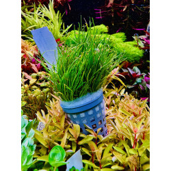 Lilaeopsis New Zeland - idealna roślina do akwarium