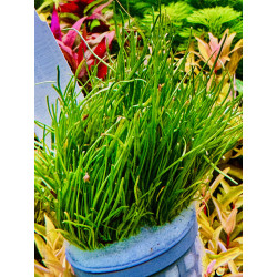 Lilaeopsis New Zeland - idealna roślina do akwarium