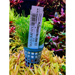 Lilaeopsis New Zeland - idealna roślina do akwarium