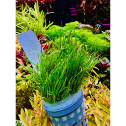 Lilaeopsis New Zeland - idealna roślina do akwarium