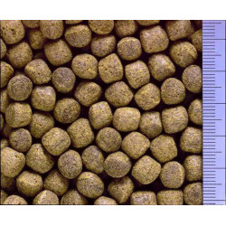 Cichlid Staple - wysoka jakość i wartość biologiczna dla Twoich pielęgnic!