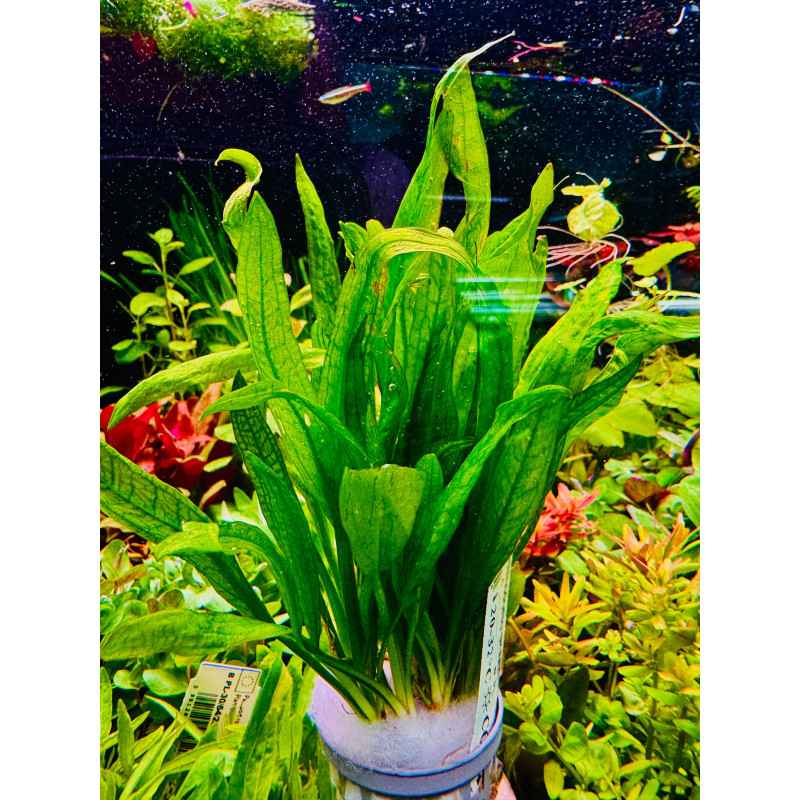 Echinodorus bleheri - idealna roślina do większych akwariów