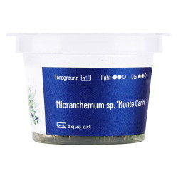 Micranthemum Monte Carlo - gęsty zielony dywan w akwarium