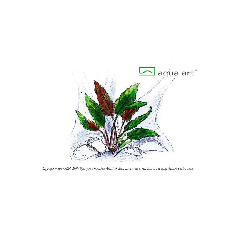 Cryptocoryne wendtii ’Mi Oya’ - piękne liście w czekoladowym kolorze