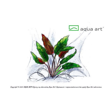 Cryptocoryne wendtii ’Mi Oya’ - piękne liście w czekoladowym kolorze