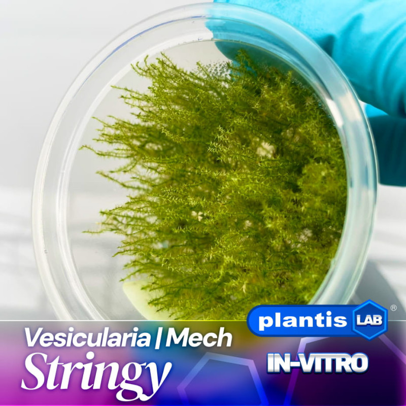Leptodictyum riparium Stringy moss – Delikatny mech do akwarium