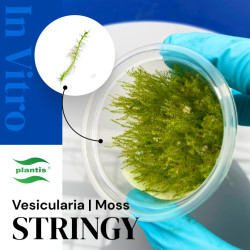 Leptodictyum riparium Stringy moss – Delikatny mech do akwarium