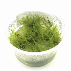 Leptodictyum riparium Stringy moss – Delikatny mech do akwarium