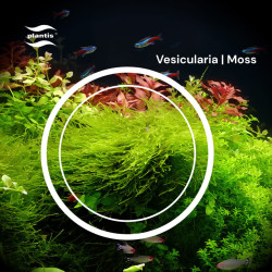 Leptodictyum riparium Stringy moss – Delikatny mech do akwarium