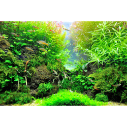 Leptodictyum riparium Stringy moss – Delikatny mech do akwarium