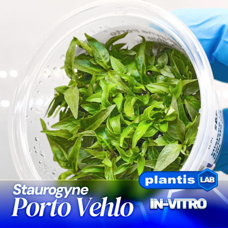 Staurogyne Porto Velho – roślina o intensywnie zielonych liściach