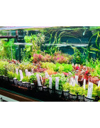 Znajdź idealne rośliny do swojego akwarium w naszym sklepie
